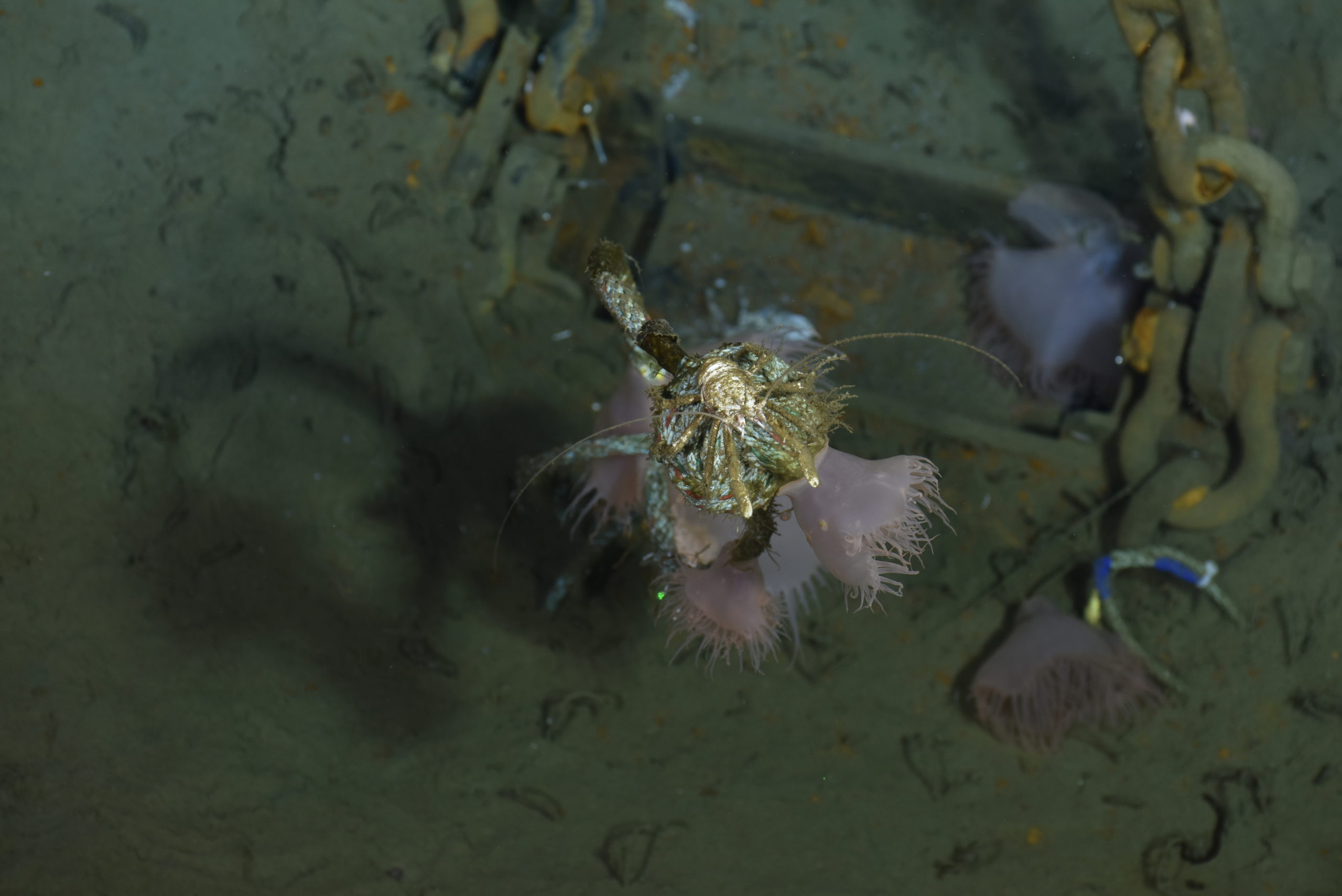 Looking down on a galatheid crab sitting on the rope attached to a marker next to the anchor of the Slope Base profiler mooring in 2900 meters (~9500 feet) of water. A number of venus flytrap anemones are also attached to the hard surfaces here. Photo credit: NSF-OOI/UW/CSSF, Dive R2258, V22
