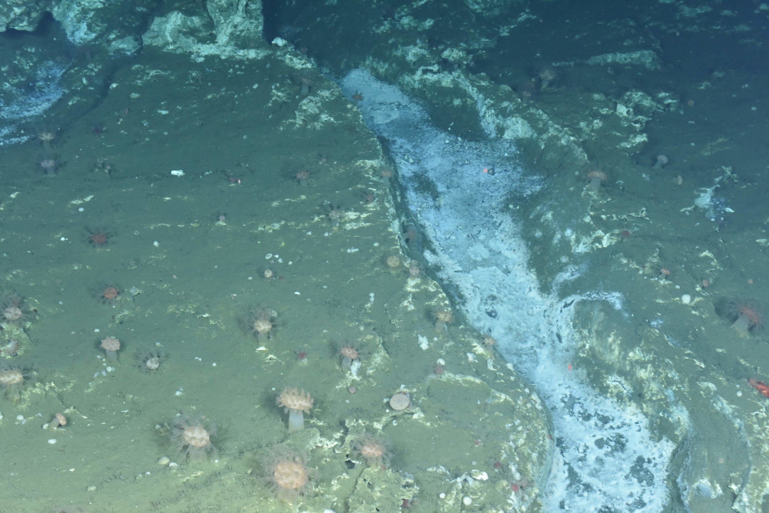 Soft corals and bacteria at Pinnacle near Southern Hydrate Ridge